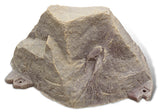 Sandstone